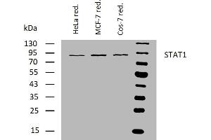 Western blotting analysis of human STAT1 using mouse monoclonal antibody SM1 on lysates of HeLa, MCF-7, and Cos-7 cell lines under reducing conditions. (STAT1 anticorps)