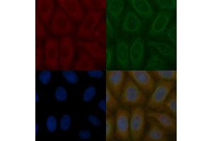 FGFR4 Mouse Monoclonal Antibody staining Hela cells by IF/ICC. (FGFR4 anticorps  (Internal Region))