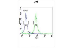 Flow cytometric analysis of 293 cells using KM2 Antibody (N-term) Cat. (PKM2 anticorps  (N-Term))