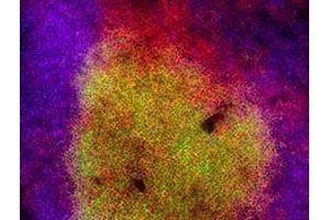 Immunofluorescence (IF) image for anti-Protein tyrosine Phosphatase, Receptor Type, C (PTPRC) antibody (Alexa Fluor 594) (ABIN2656834)