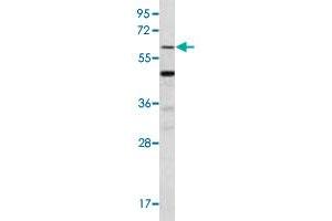 Western blot analysis of mouse stomach tissue lysate (35 ug/lane) with KLF4 polyclonal antibody . (KLF4 anticorps  (N-Term))