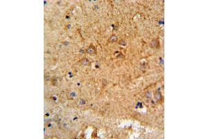 Formalin-fixed and paraffin-embedded human brain tissue reacted with PCSK2 Antibody (N-term), which was peroxidase-conjugated to the secondary antibody, followed by DAB staining. (PCSK2 anticorps  (N-Term))