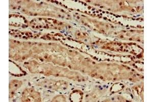 Immunohistochemistry of paraffin-embedded human kidney tissue using ABIN7165618 at dilution of 1:100 (C22orf13 anticorps  (AA 1-136))