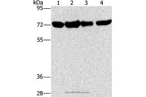 Western blot analysis of A172, hela, hepg2 and 293T cell, using DEPDC1 Polyclonal Antibody at dilution of 1:150 (DEPDC1 anticorps)