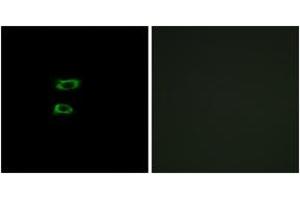 Immunofluorescence analysis of A549 cells, using BMP8A Antibody. (BMP8A anticorps  (AA 253-302))