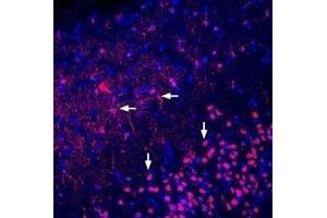 Expression of Adenosine A2A Receptor in rat piriform cortex - Immunohistochemical staining of perfusion-fixed frozen rat brain sections with Anti-Adenosine A2A Receptor (extracellular) Antibody (ABIN7042886, ABIN7043898 and ABIN7043899), followed by donkey-anti-rabbit-biotin and streptavidin-Cy3.