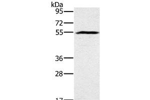 Western Blot analysis of Mouse heart tissue using BMP6 Polyclonal Antibody at dilution of 1:500 (BMP6 anticorps)