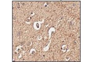 Immunohistochemistry: ATG12 antibody staining of Human brain tissue at 2.