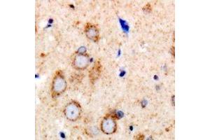 Immunohistochemical analysis of eNOS staining in human brain formalin fixed paraffin embedded tissue section. (ENOS anticorps  (C-Term))