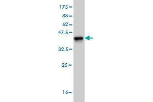 Western Blot detection against Immunogen (37.