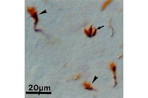 Immunohistochemistry (IHC) image for anti-Growth cone antibody (ABIN2473899)