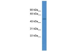 WB Suggested Anti-BSCL2 Antibody Titration:  0.