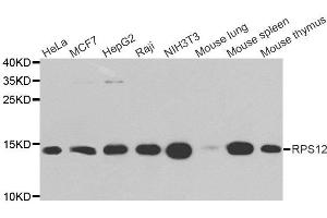 Western Blotting (WB) image for anti-Ribosomal Protein S12 (RPS12) antibody (ABIN1980257) (RPS12 anticorps)