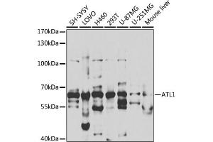 Western blot analysis of extracts of various cell lines, using  antibody (ABIN6129646, ABIN6137275, ABIN6137276 and ABIN6220922) at 1:1000 dilution. (ATL1 anticorps  (AA 1-280))
