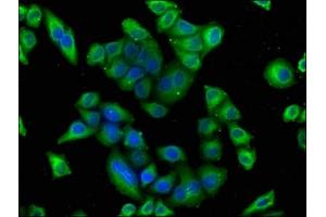 Immunofluorescence staining of Hela cells with ABIN7164063 at 1:100, counter-stained with DAPI. (POU4F1 anticorps  (AA 258-419))