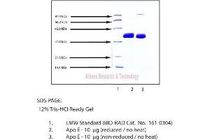 Gel Scan of Apolipoprotein E, Human Plasma  This information is representative of the product ART prepares, but is not lot specific. (APOE Protéine)
