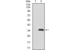 Western Blotting (WB) image for anti-Recombination Activating Gene 1 (RAG1) (AA 818-868) antibody (ABIN1845755)