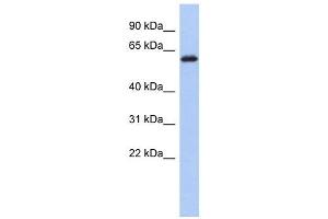 KLHL7 antibody used at 1 ug/ml to detect target protein. (KLHL7 anticorps)