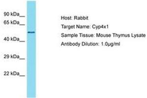 Image no. 1 for anti-Cytochrome P450, Family 4, Subfamily X, Polypeptide 1 (CYP4X1) (AA 401-450) antibody (ABIN6750349) (CYP4X1 anticorps  (AA 401-450))