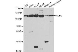 Western blot analysis of extracts of various cell lines, using MCM6 antibody. (MCM6 anticorps)