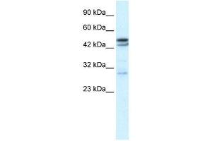 CHRNA3 antibody (70R-10537) used at 0. (CHRNA3 anticorps  (N-Term))