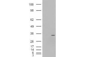 Western Blotting (WB) image for anti-Neurogenin 3 (NEUROG3) (AA 1-214) antibody (ABIN1490611) (Neurogenin 3 anticorps  (AA 1-214))