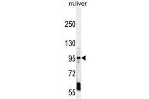 Western Blotting (WB) image for anti-Exocyst Complex Component 3-Like 1 (EXOC3L1) antibody (ABIN2996117) (EXOC3L1 anticorps)