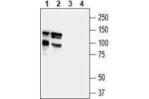Western blot analysis of mouse (lanes 1 and 3) and rat (lanes 2 and 4) brain lysates: - 1,2. (DLGAP1 anticorps  (Intracellular))