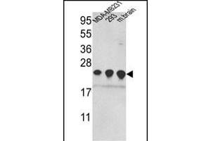 Western blot analysis of PRDX2 Antibody (C-term) (ABIN389468 and ABIN2839532) in MDA-M,293 cell line and mouse brain tissue lysates (35 μg/lane).