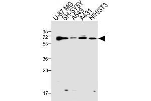 Epsin 2 antibody  (N-Term)
