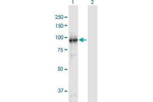 Western Blot analysis of FBXL11 expression in transfected 293T cell line by FBXL11 MaxPab polyclonal antibody. (KDM2A anticorps  (AA 1-782))