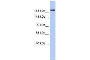 LRRC37A3 antibody used at 1 ug/ml to detect target protein. (LRRC37A3 anticorps  (Middle Region))