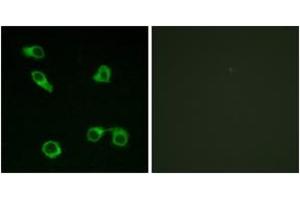 Immunofluorescence analysis of COS7 cells, using PE2R3 Antibody.