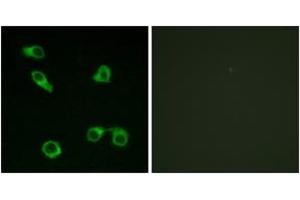 Immunofluorescence analysis of COS7 cells, using PE2R3 Antibody. (PTGER3 anticorps  (AA 1-50))