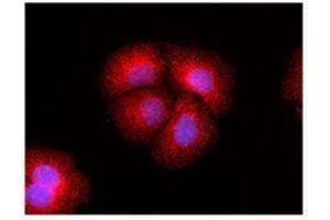 Immunofluorescence (IF) image for anti-Mechanistic Target of Rapamycin (serine/threonine Kinase) (mTOR) antibody (ABIN2665280) (MTOR anticorps)