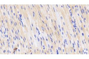 anti-CD40 Ligand (CD40LG) (AA 111-261) antibody