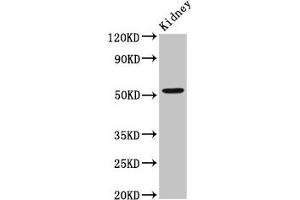 Western Blot Positive WB detected in: Rat kidney tissue All lanes: ZFP36L2 antibody at 2. (ZFP36L2 anticorps  (AA 219-321))