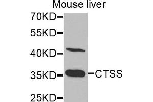 Western blot analysis of extracts of mouse liver cells, using CTSS antibody. (Cathepsin S anticorps)