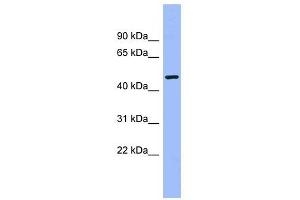 CAMK1G antibody used at 1 ug/ml to detect target protein.