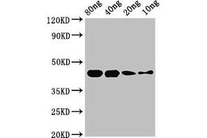 Western Blot Positive WB detected in Recombinant protein All lanes: speB antibody at 2. (Streptococcal Pyrogenic Exotoxin B (SPEB) (AA 146-398) anticorps)