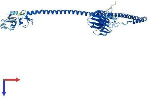 AlphaFold protein structure predicition of Mouse Recombinant Trim72 Protein, UniprotID Q1XH17