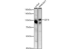 Western blot analysis of extracts of various cell lines, using CD18 antibody (ABIN3023117, ABIN3023118, ABIN3023119 and ABIN6219398) at 1:500 dilution.