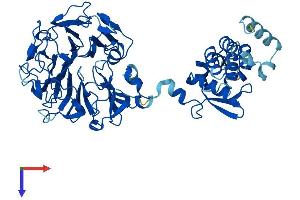 AlphaFold protein structure predicition of Human Recombinant RCBTB1 Protein, UniprotID Q8NDN9