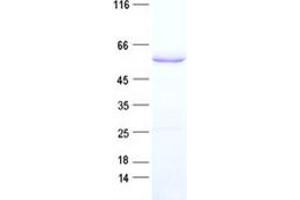 Validation with Western Blot (Keratin 77 Protein (KRT77) (His tag))