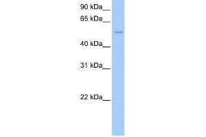 WB Suggested Anti-SHC1 Antibody Titration:  0. (SHC1 anticorps  (C-Term))