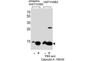 Western Blotting (WB) image for anti-HIST1H3B3 (pSer10) antibody (ABIN2933004) (HIST1H3B3 (pSer10) anticorps)