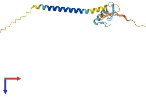 AlphaFold protein structure predicition of Human Recombinant RNF24 Protein, UniprotID Q9Y225