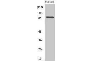 Western Blotting (WB) image for anti-Oct-1 (Ser1070) antibody (ABIN3185991) (Oct-1 anticorps  (Ser1070))