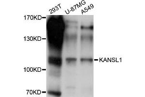 Western blot analysis of extracts of various cell lines, using KANSL1 antibody (ABIN5998028) at 1/1000 dilution. (KANSL1 anticorps)