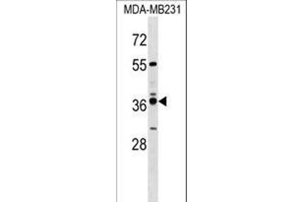 VN1R4 antibody  (AA 193-219)